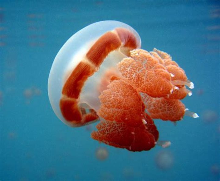What animals eat cnidarians