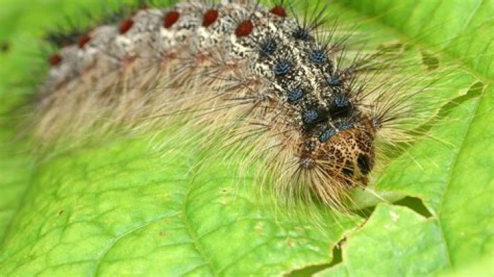 What animals eat gypsy moths