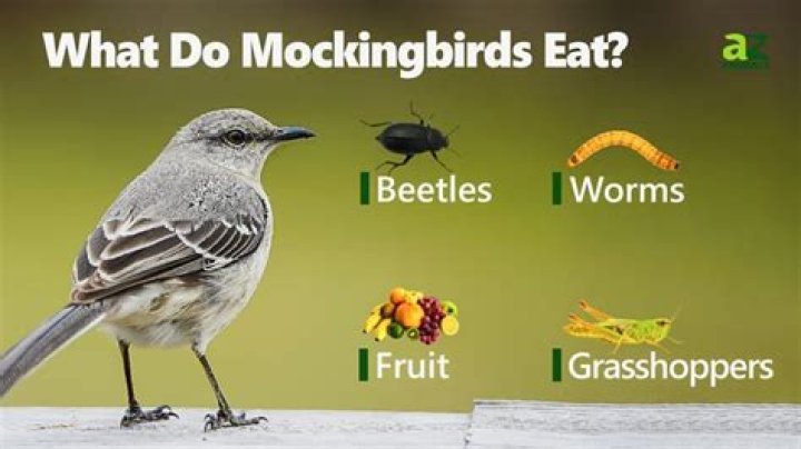 What animals eat mockingbirds