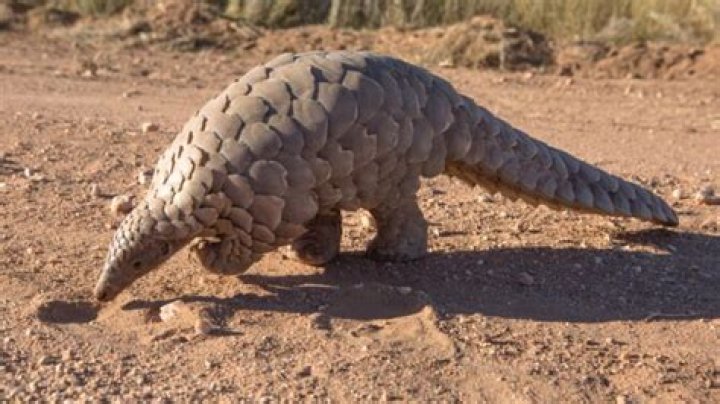 What animals eat pangolins