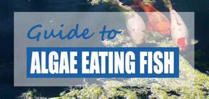What animals eat pond algae