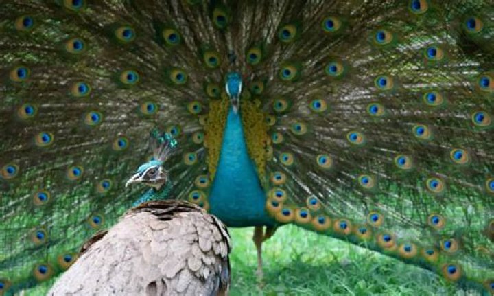 What animals kill peacocks