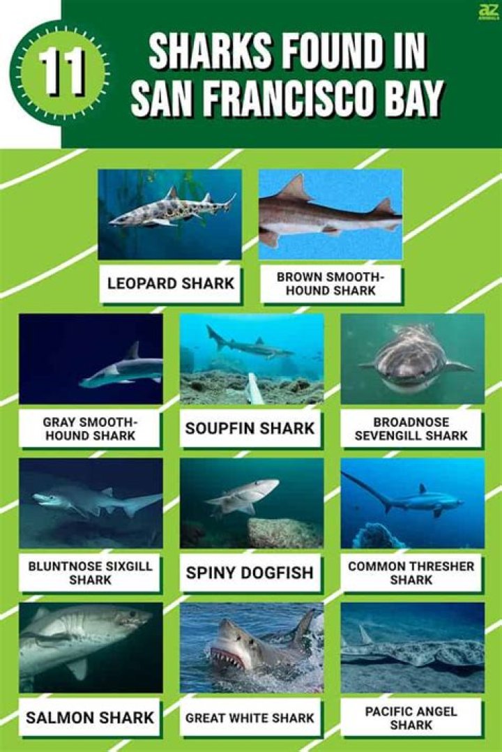What animals live in SF Bay