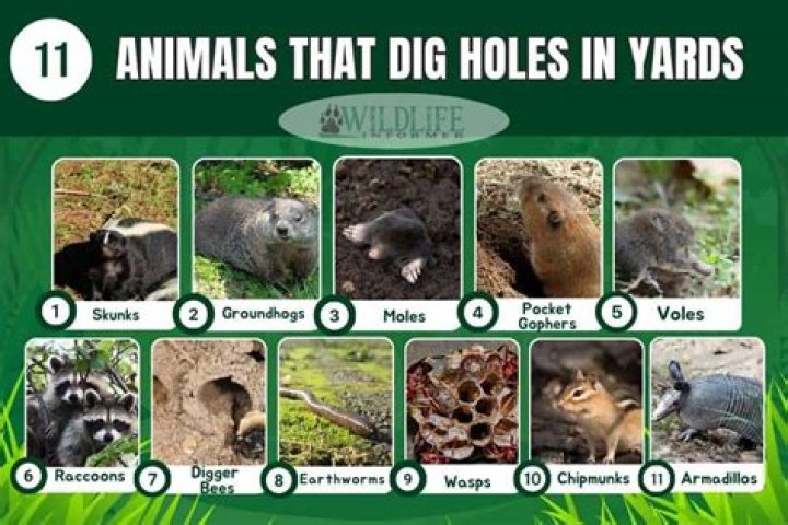 What animals make holes in your yard
