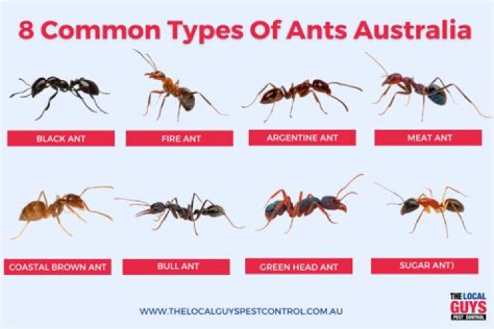 What ants bite in Australia