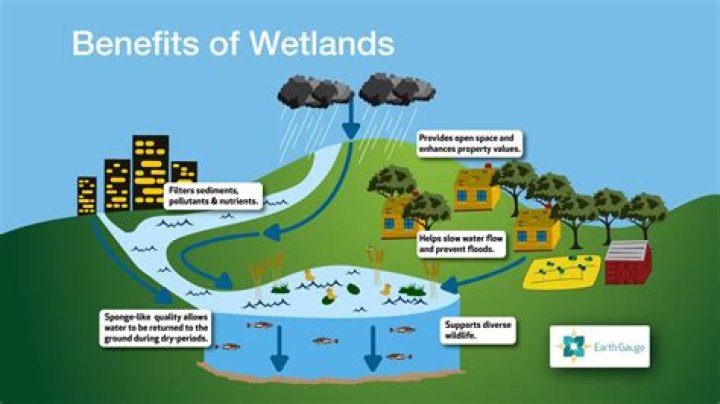 What are 3 uses of wetlands