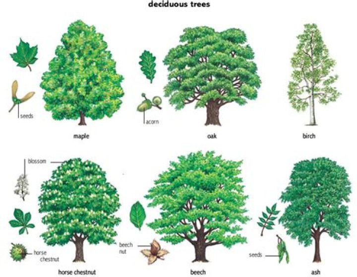 What are 4 deciduous trees