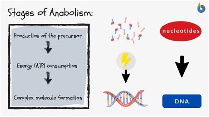 What are anabolic processes