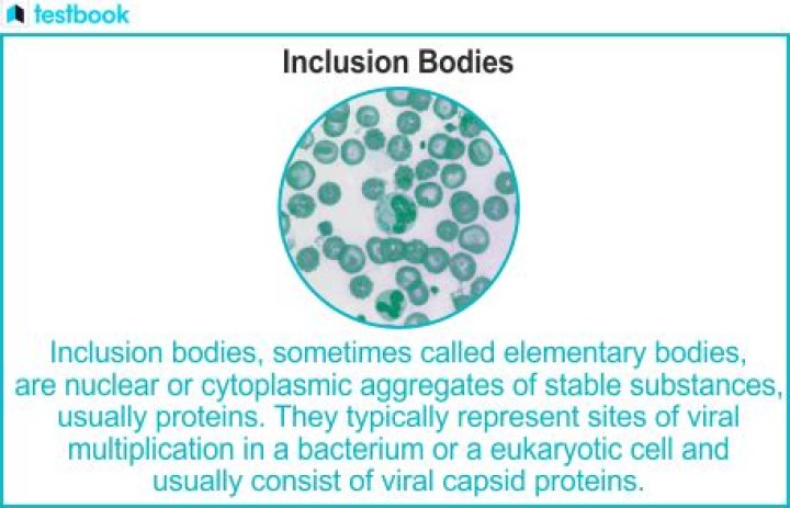 What are bacterial inclusions or inclusion bodies