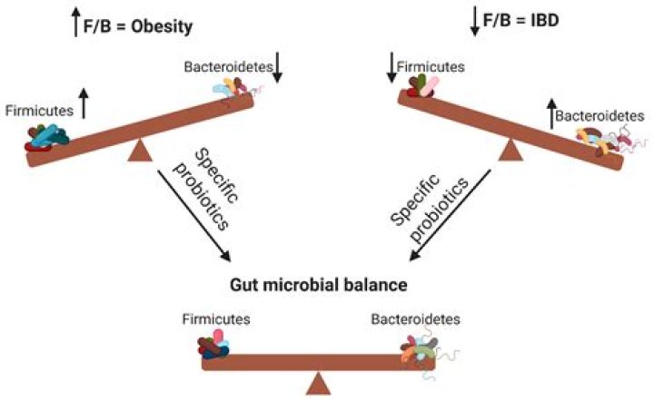 What are Bacteroidetes and Firmicutes