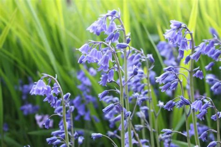 What are bluebells used for