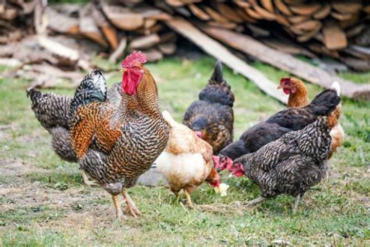 What are Boschveld chickens