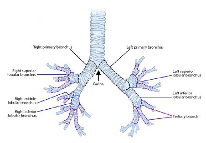 What are bronchioles tubes
