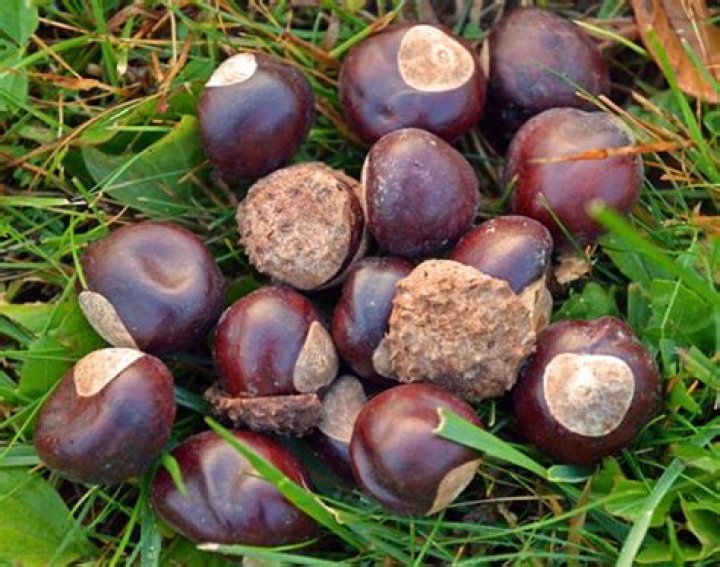 What are Buckeyes used for