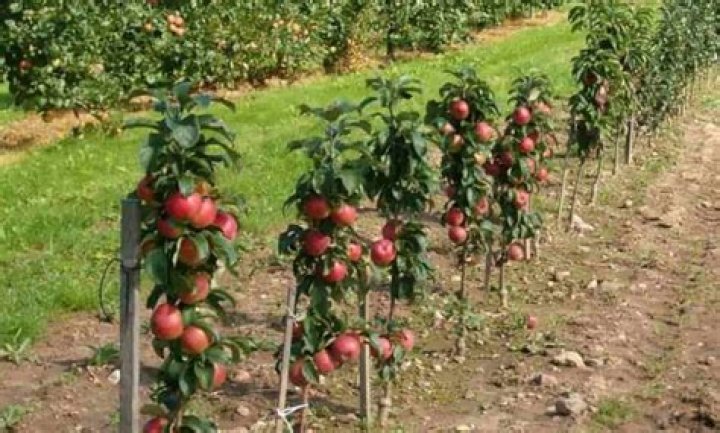 What are cordon fruit trees