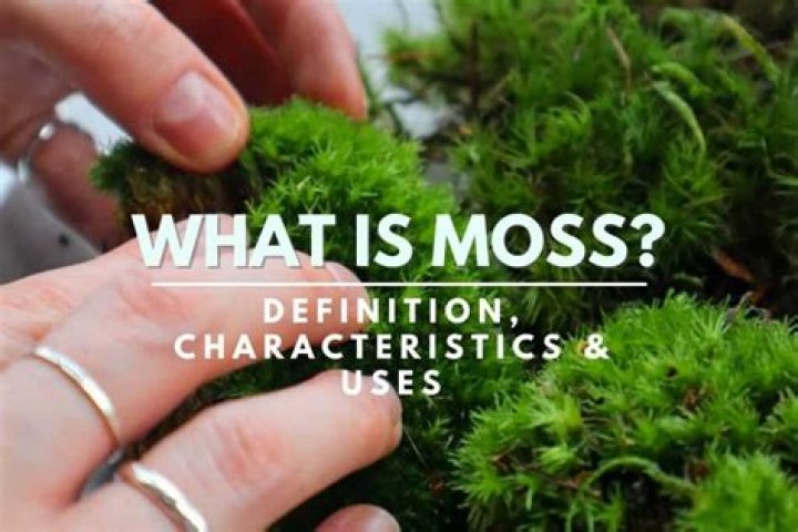 What are examples of Mosses
