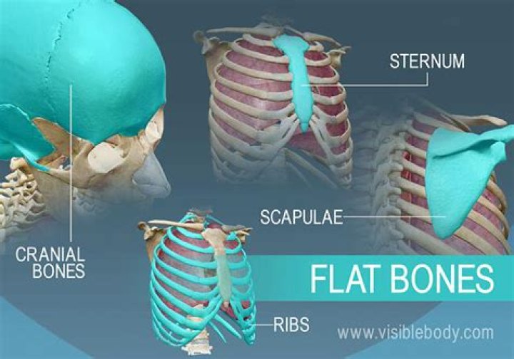 What are flat bones made of