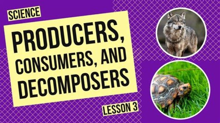 What are food producers and food consumers