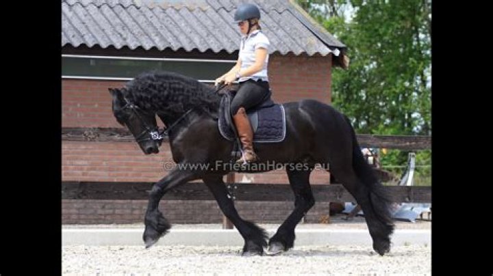 What are Friesians used for