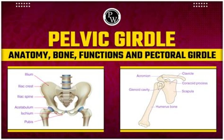 What are girdles in the human body