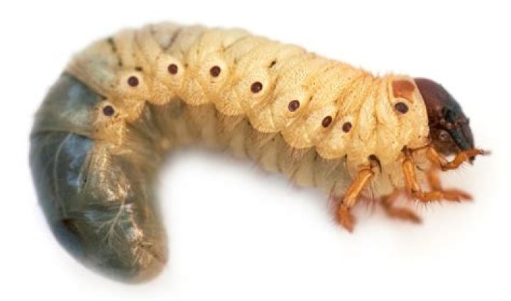 What are grubs attracted to