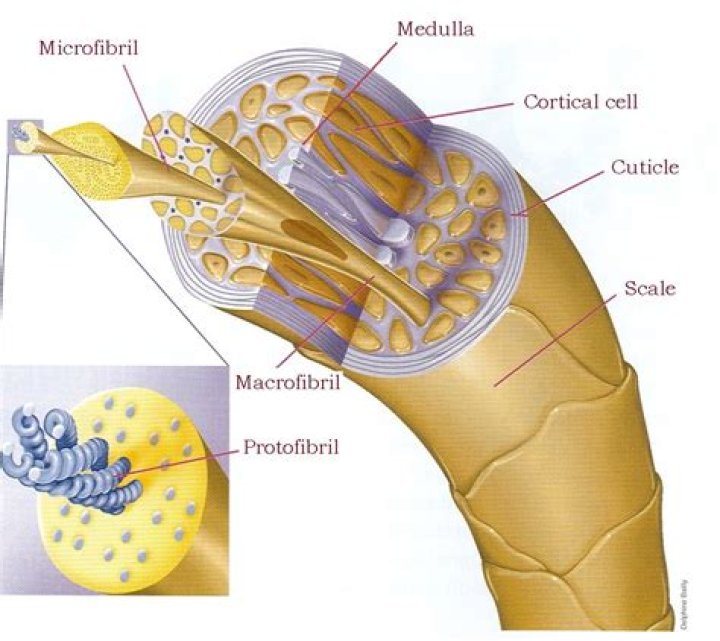 What are hair cells made of