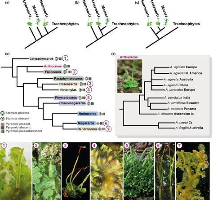 What are Hornworts used for