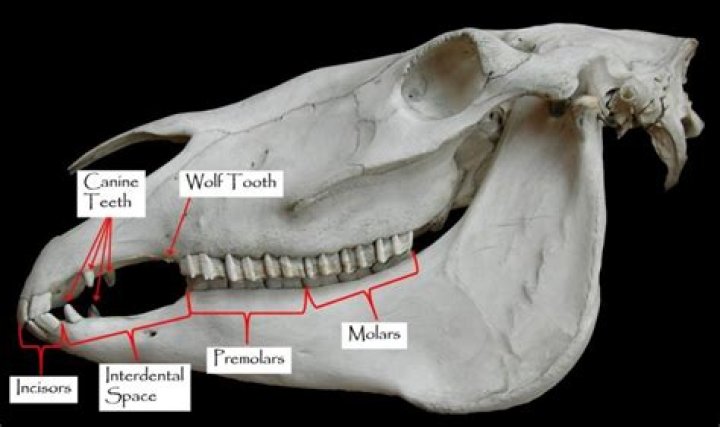 What are horse teeth called
