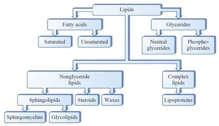 What are lipids classify them with their structure