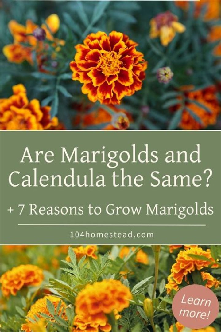 What are marigolds used for