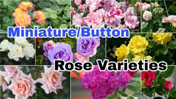 What are mini roses called