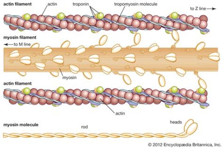 What are myosin components