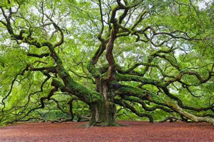 What are oak trees good for