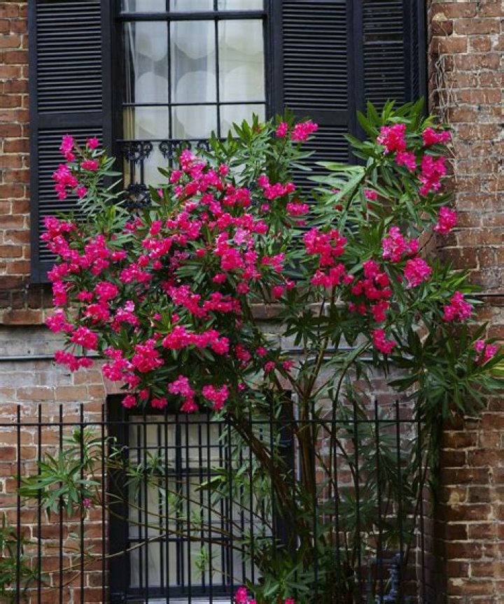What are oleanders used for
