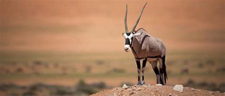 What are Oryx horns made of
