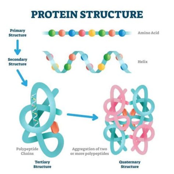 What are protein structures