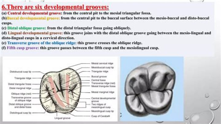 What are ridges and grooves