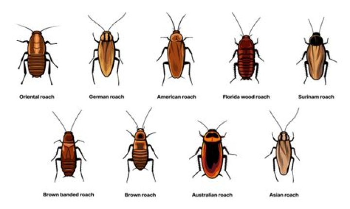 What are roaches called in Florida