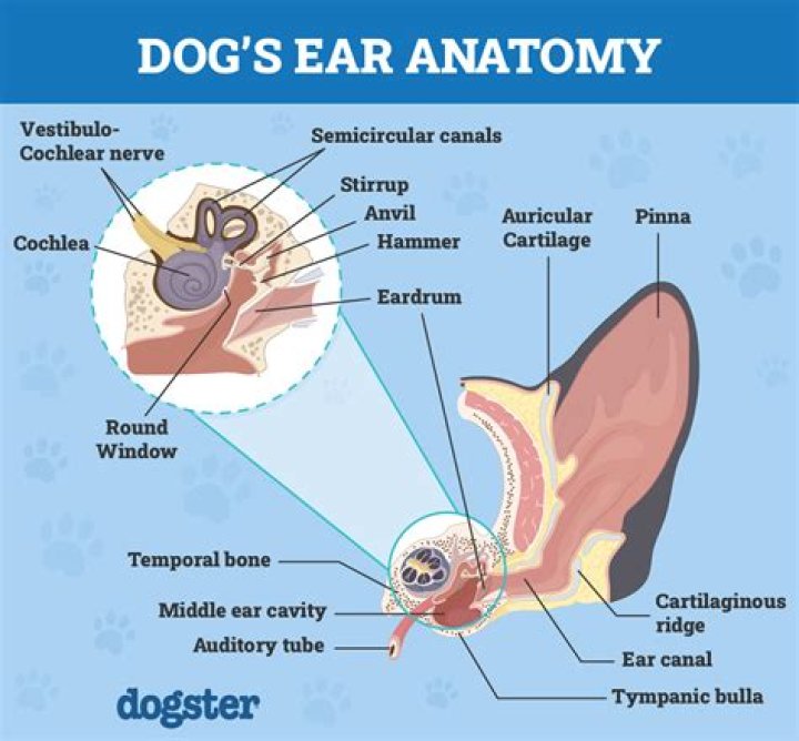What are rods in a dogs ear