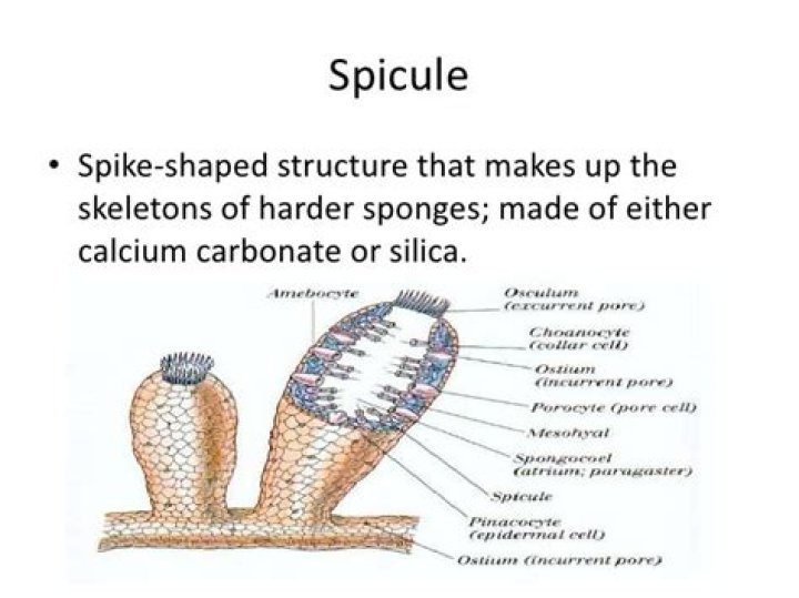 What are siliceous spicules