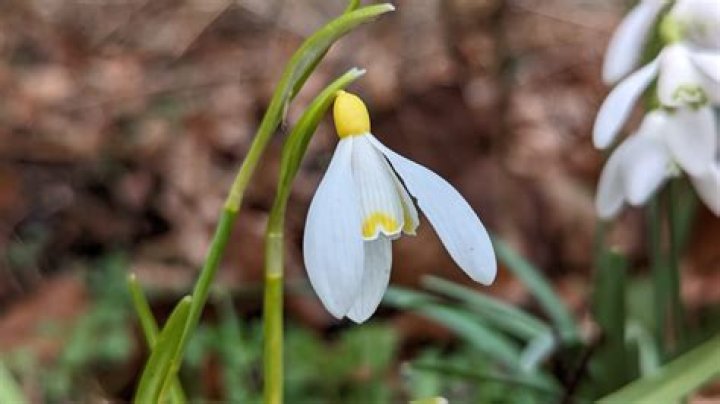 What are snowdrops used for