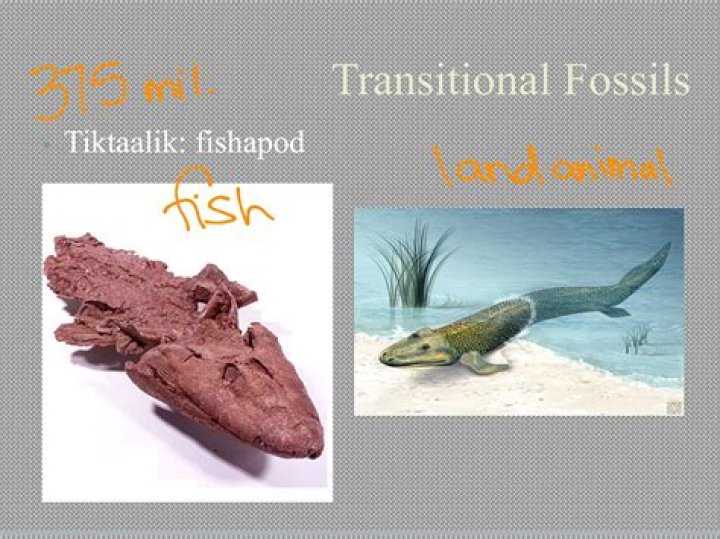 What are some examples of transitional fossils