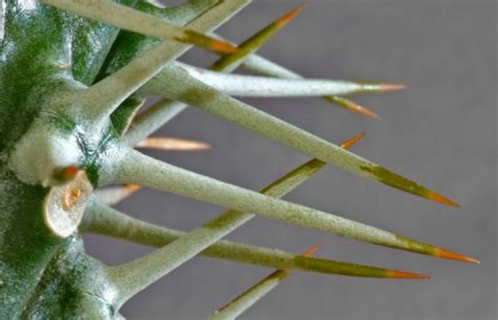 What are spines on a plant