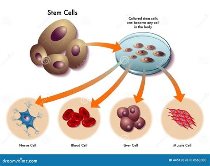 What are stem cells made of