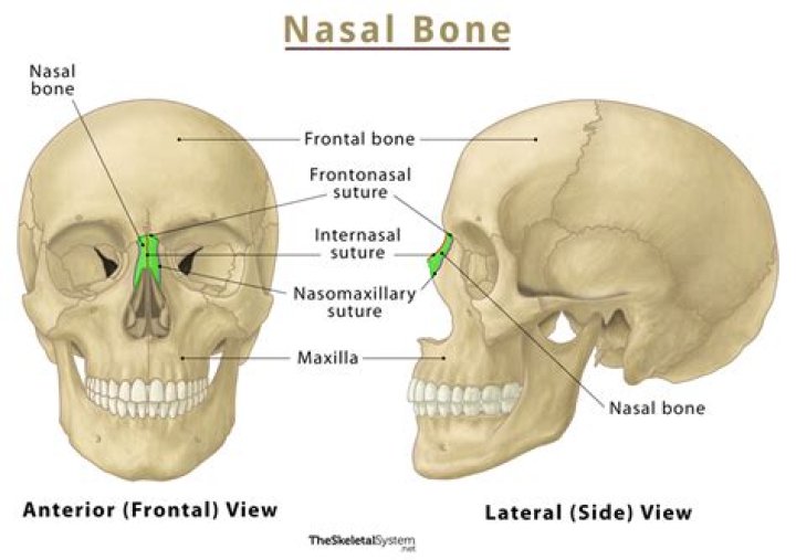 What are the 2 nasal bones
