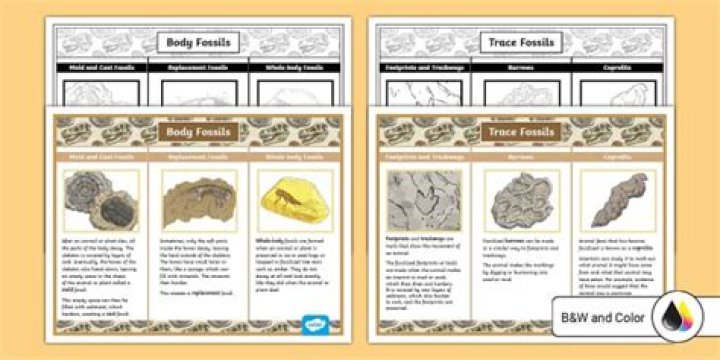 What are the 3 fossil types