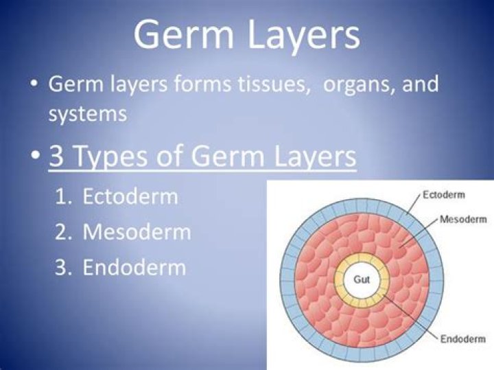 What are the 3 germ layers