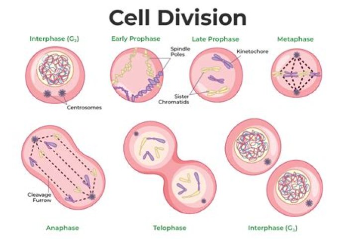 What are the 3 major cells