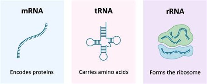 What are the 3 types of RNA