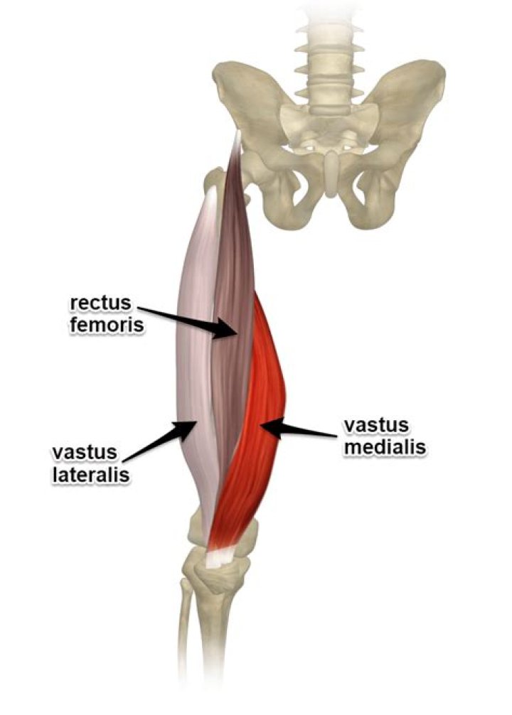 What are the 4 quad muscles